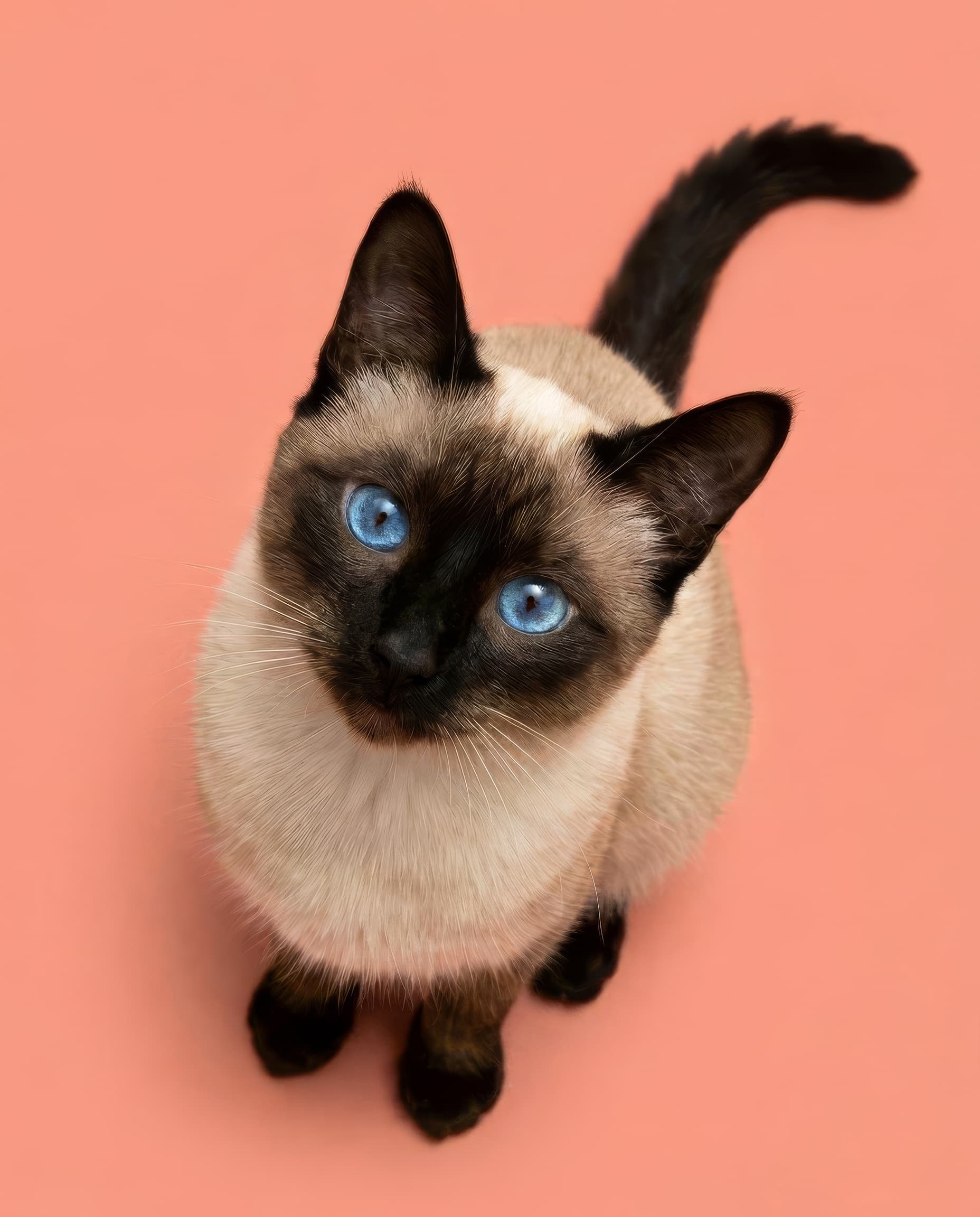 happy pet moment 2