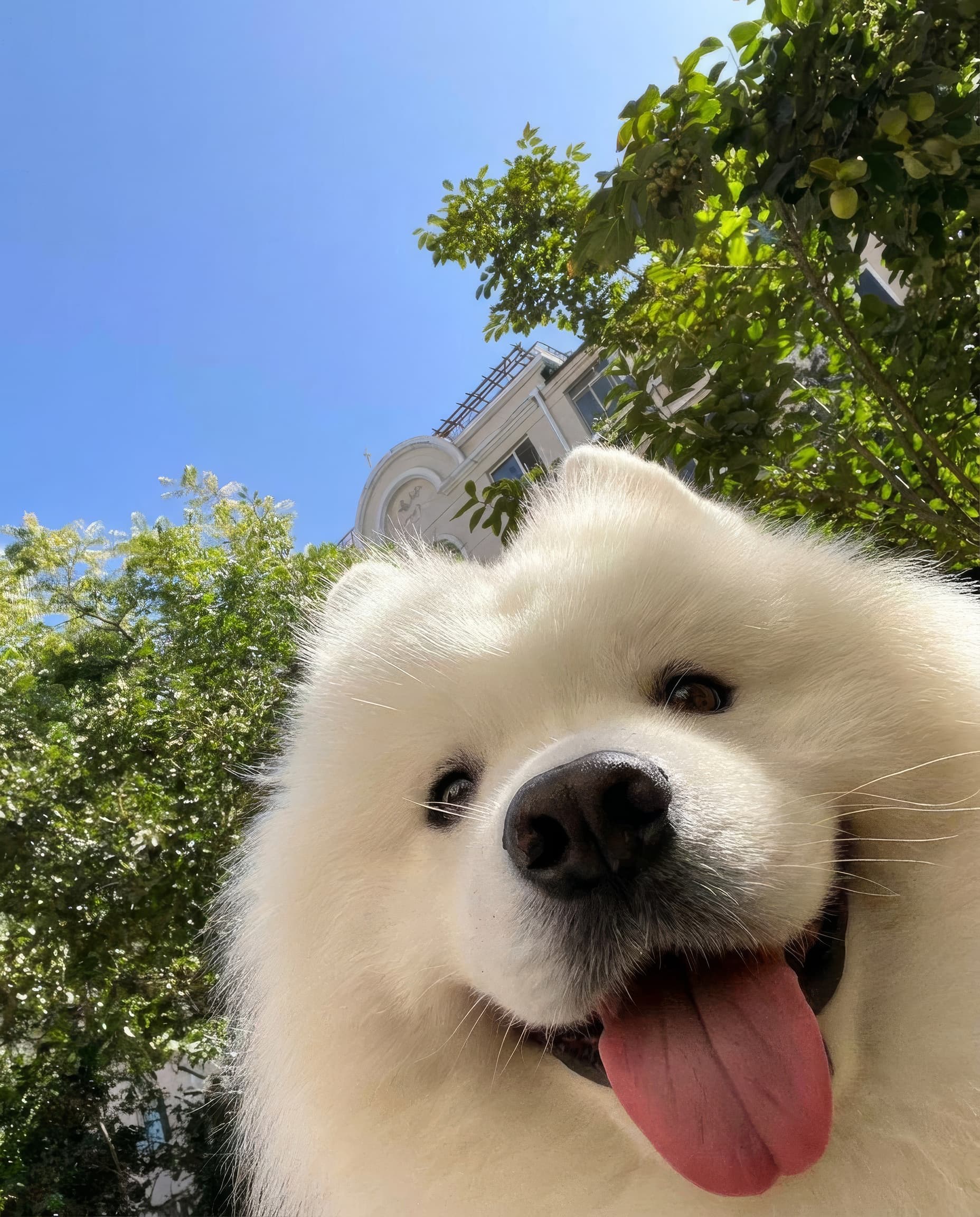 happy pet moment 10