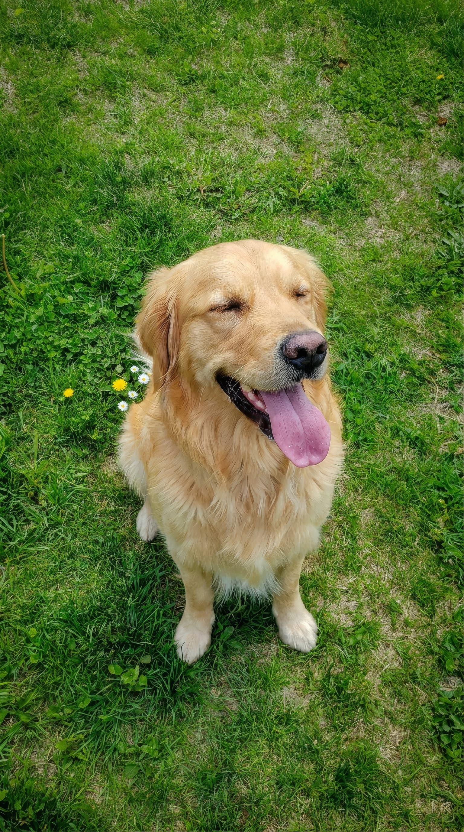 happy pet moment 11