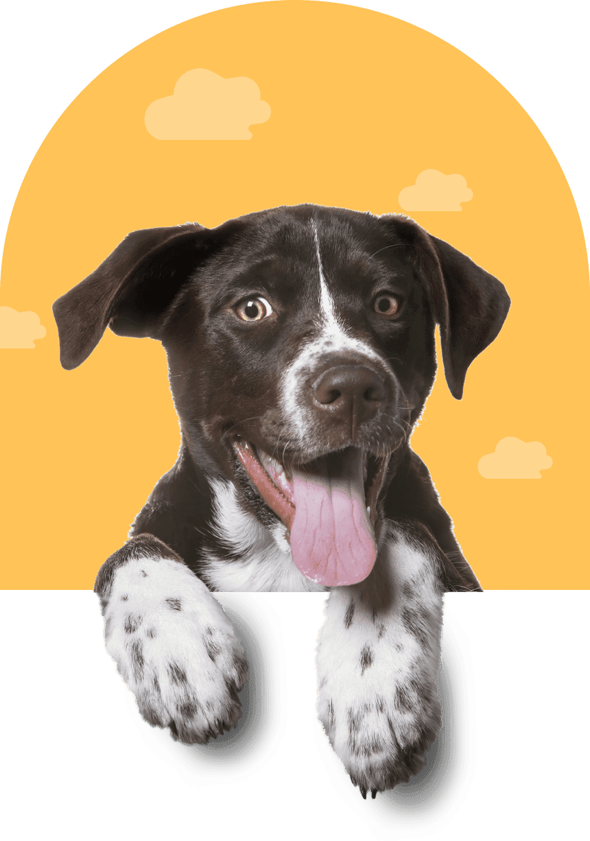 happy dog sticking its toungue out