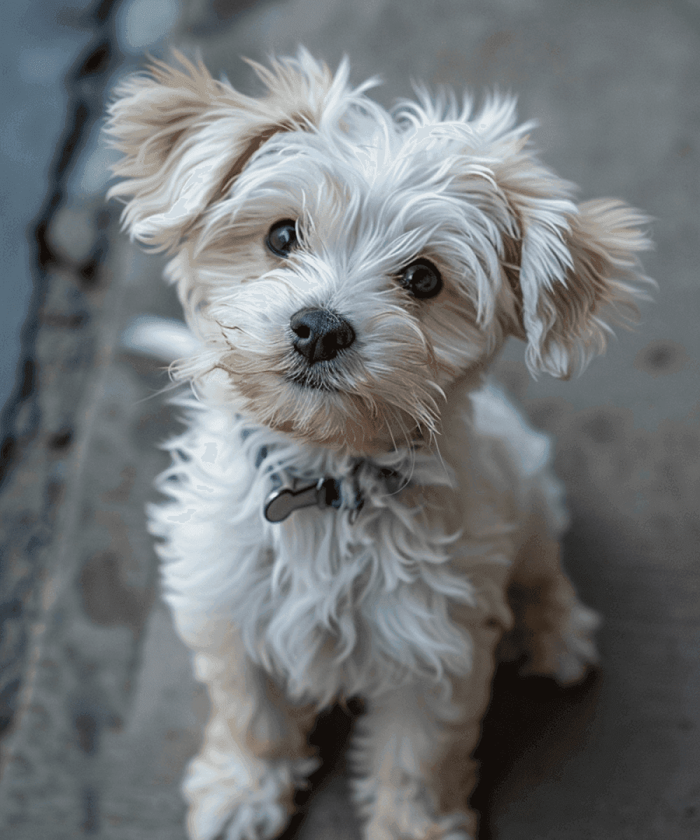 happy puppy portrait 5